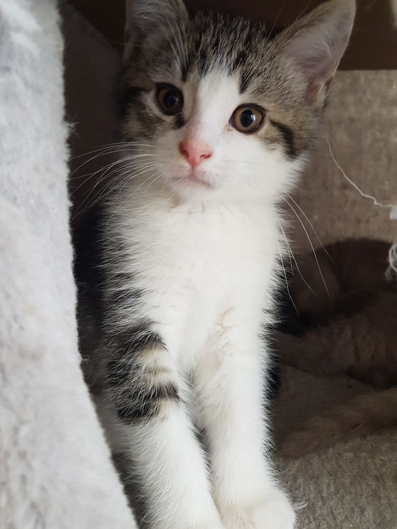 BKH-Mix, abgabebereit