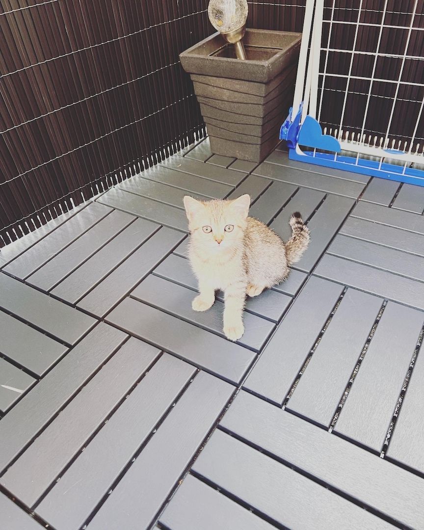 Bkh kitten zu verkaufen