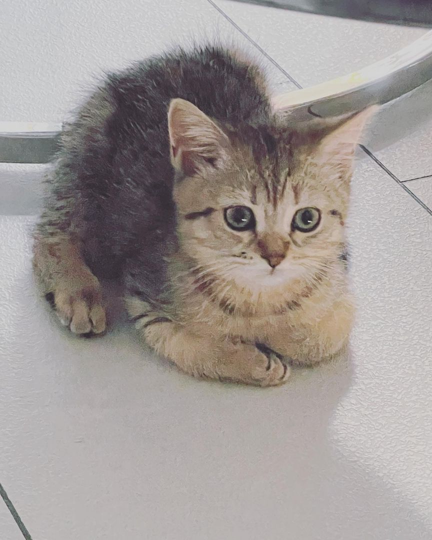 Bkh kitten zu verkaufen