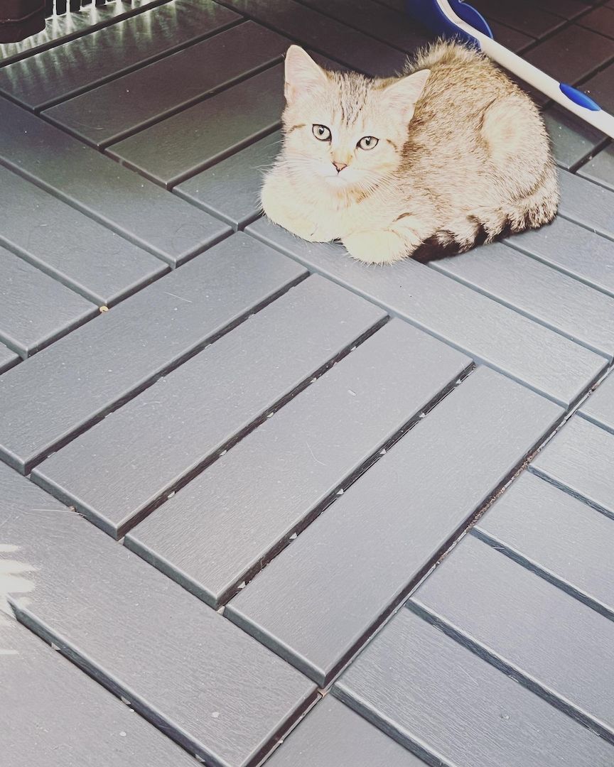 Bkh kitten zu verkaufen