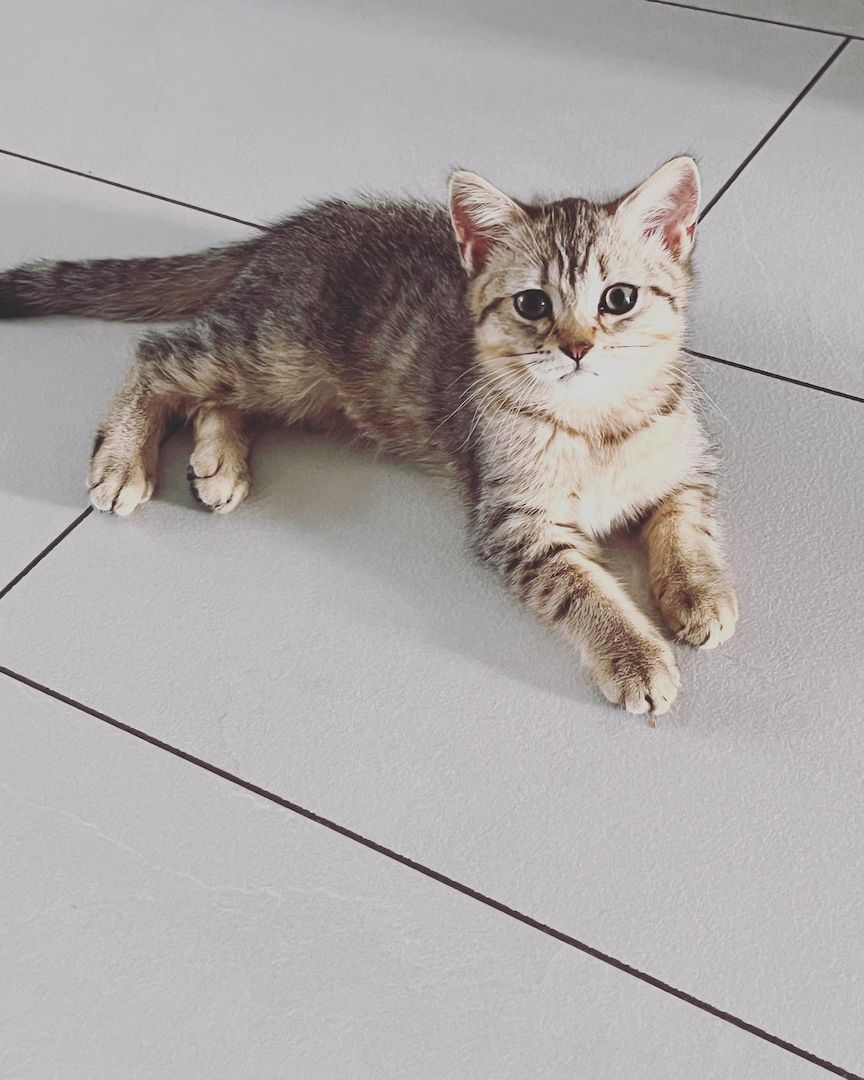 Bkh kitten zu verkaufen