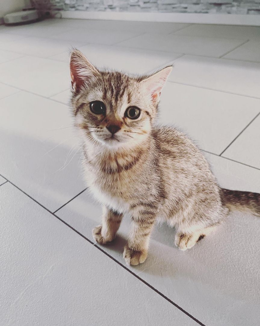 Bkh kitten zu verkaufen