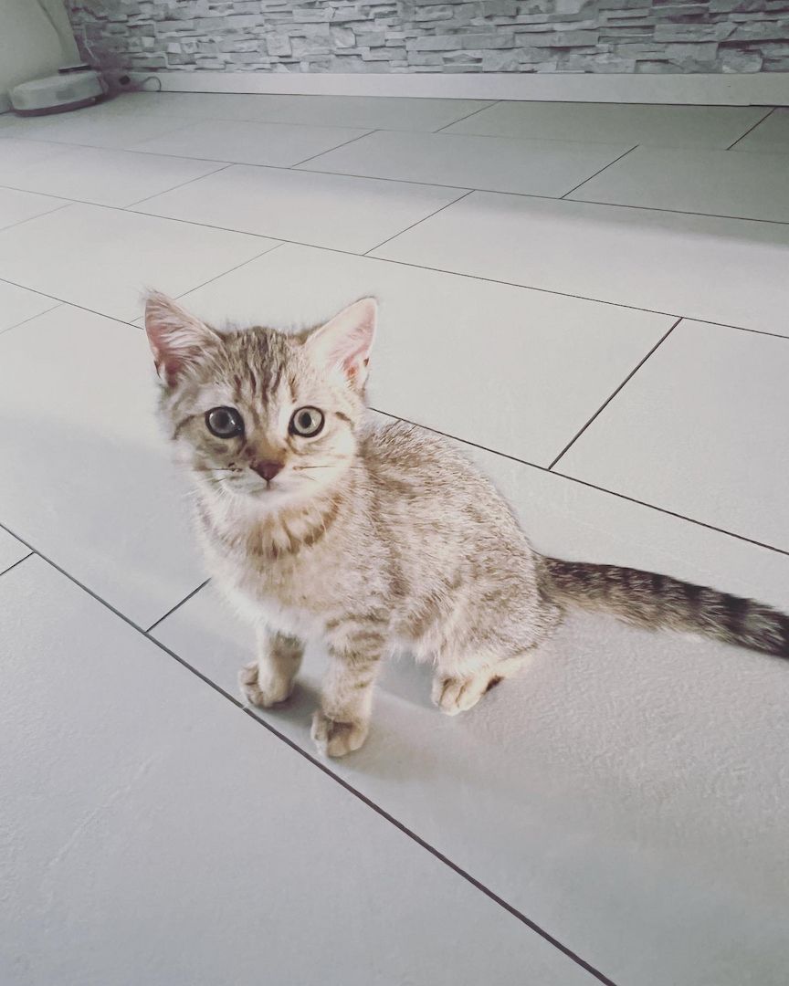 Bkh kitten zu verkaufen