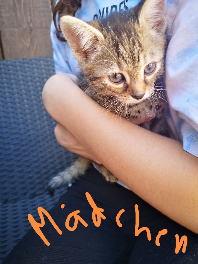 8 kleine Baby Katzen zum hergeben