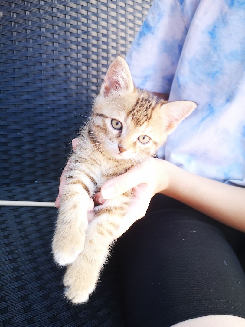 8 kleine Baby Katzen zum hergeben