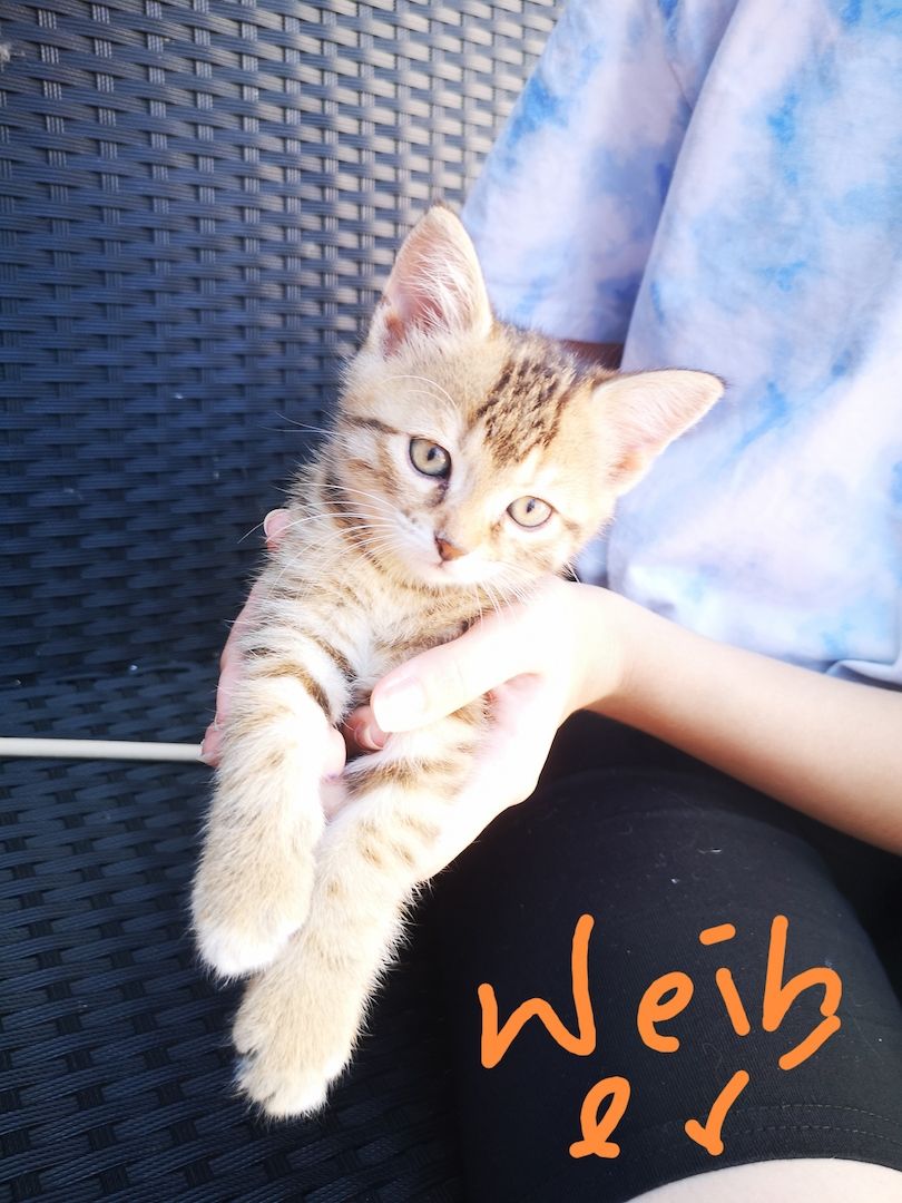 8 kleine Baby Katzen zum hergeben