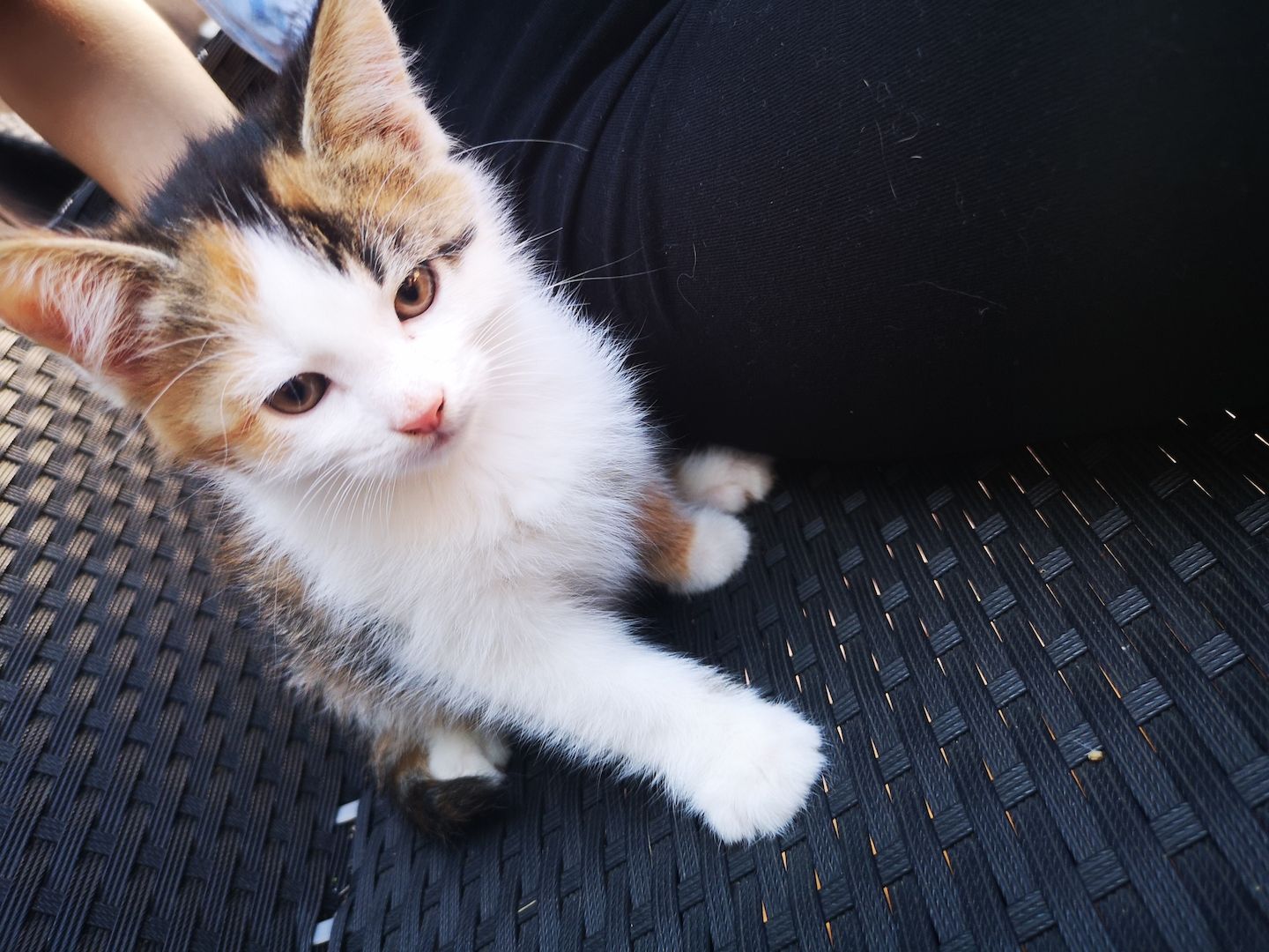 8 kleine Baby Katzen zum hergeben