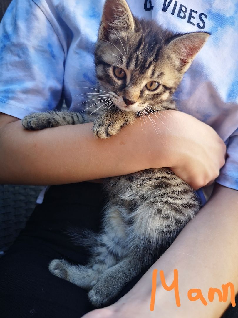 8 kleine Baby Katzen zum hergeben