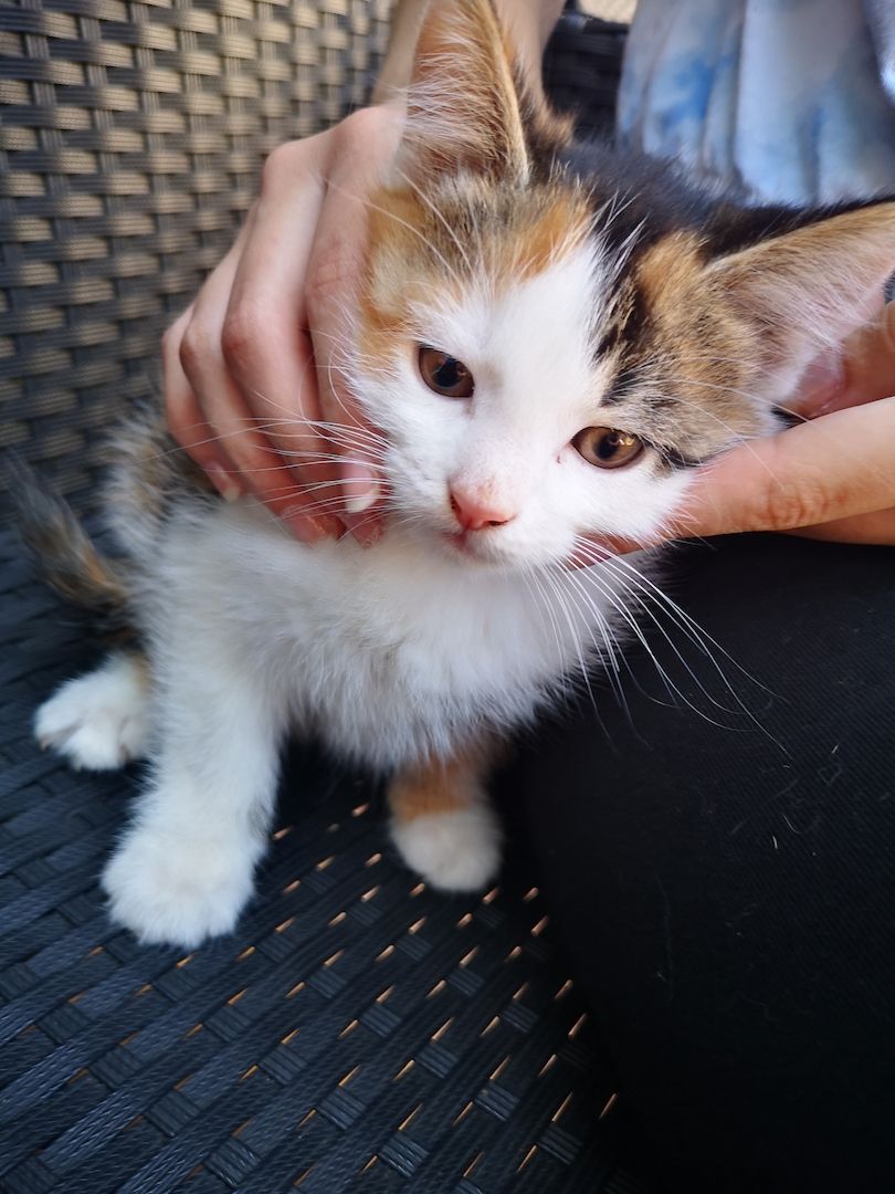 8 kleine Baby Katzen zum hergeben