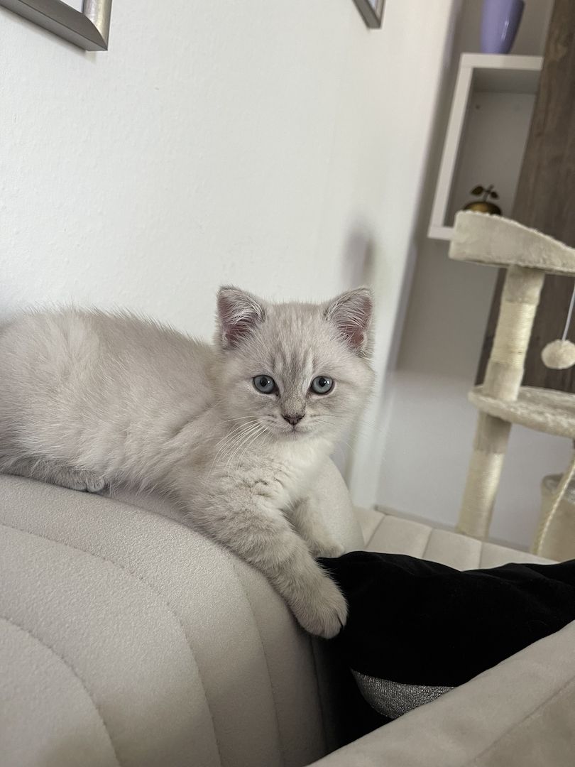 BKH Katzen zu verkaufen