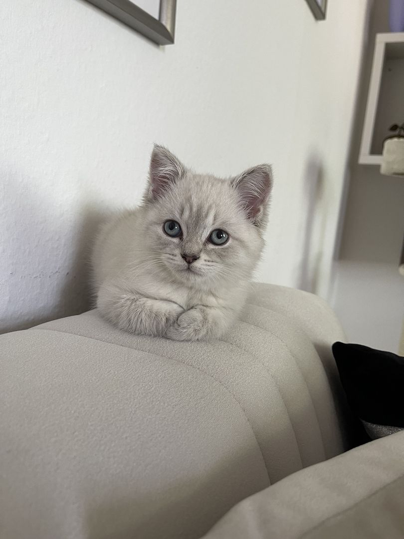 BKH Katzen zu verkaufen