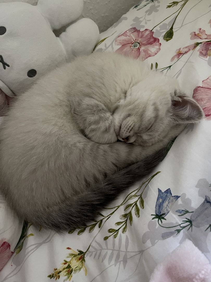 BKH Katzen zu verkaufen