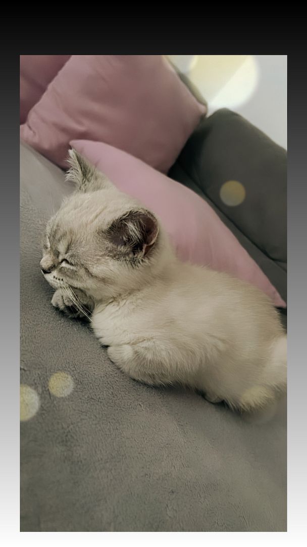 BKH Katzen zu verkaufen