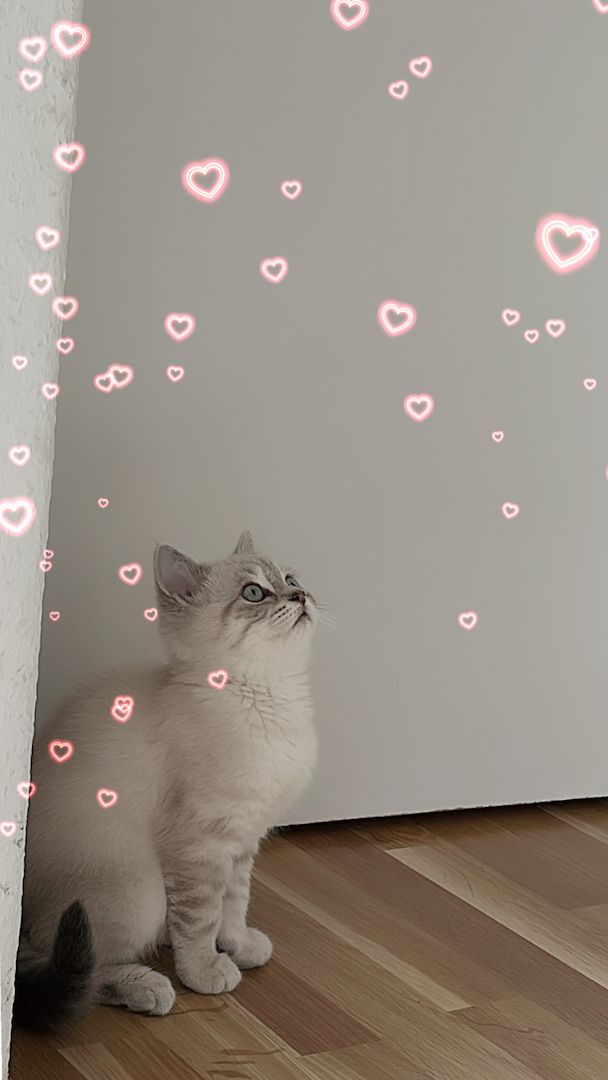 BKH Katzen zu verkaufen