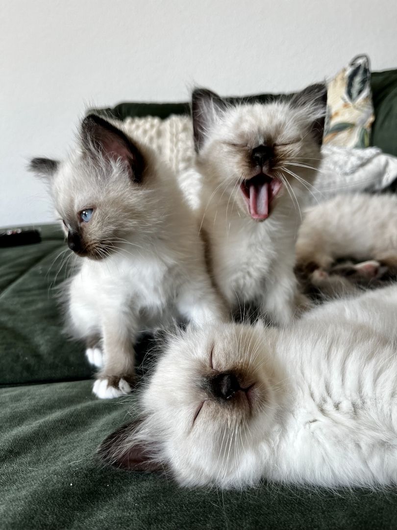 Heilige Birma Kitten