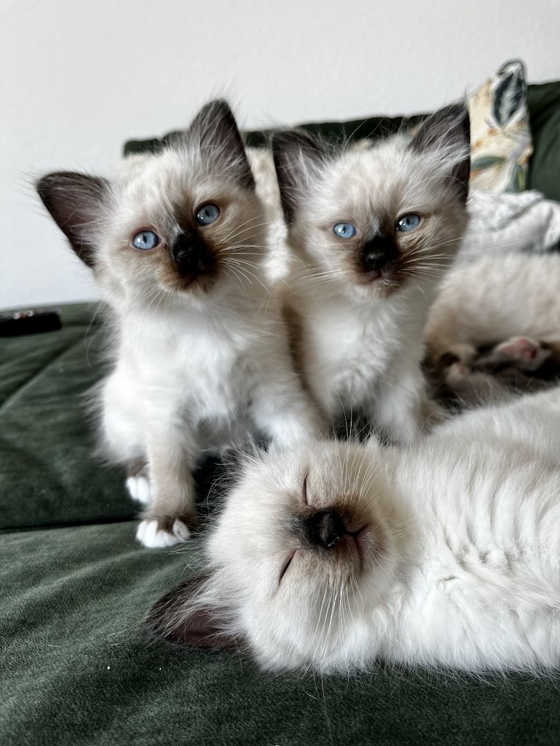 Heilige Birma Kitten