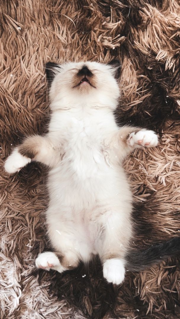 Heilige Birma Kitten