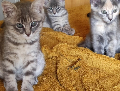 Kitten suchen ein neues Zuhause