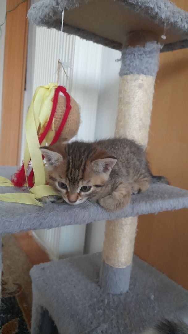 Kätzchen suchen liebevolles Zuhause