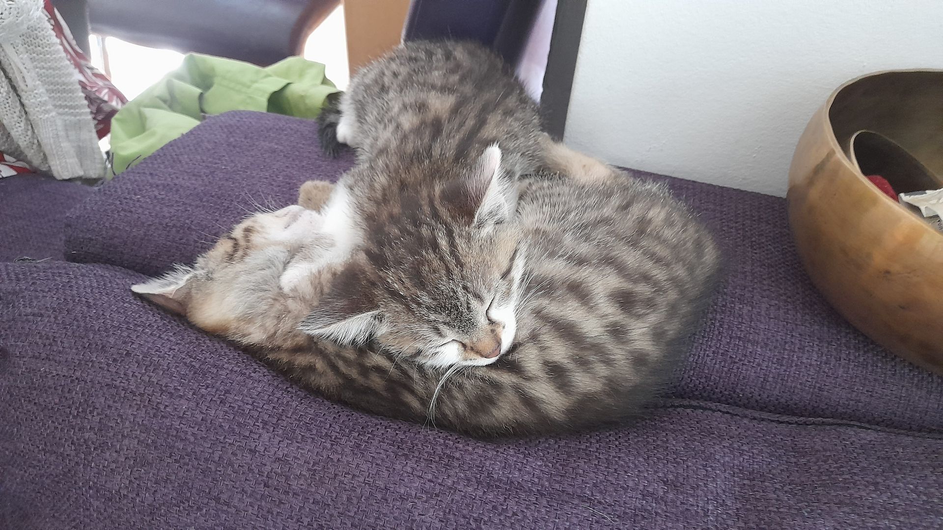 Kätzchen suchen liebevolles Zuhause