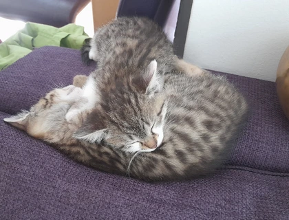 Kätzchen suchen liebevolles Zuhause