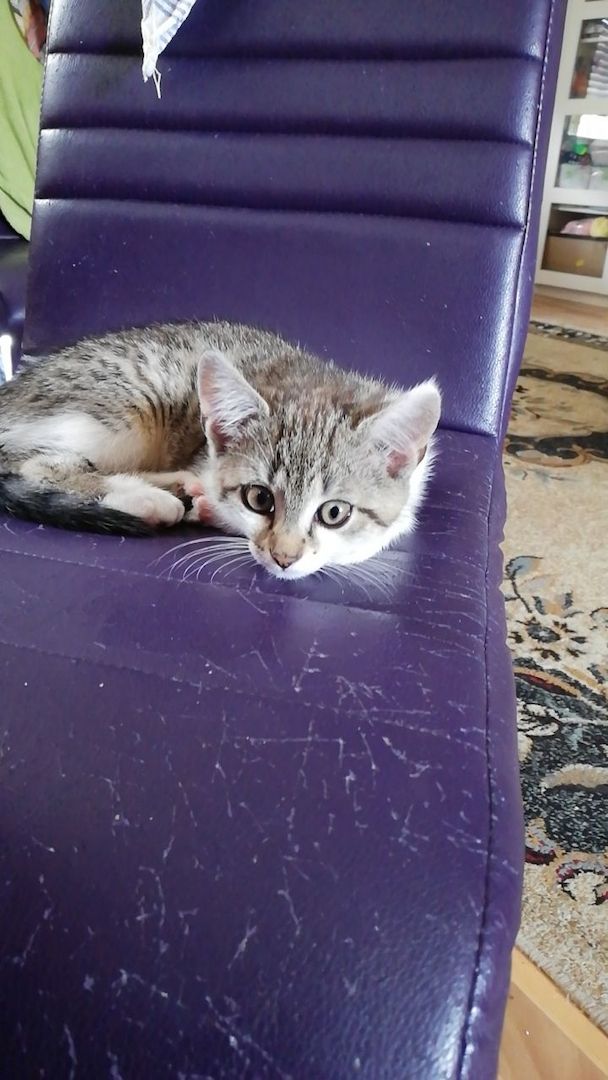 Kätzchen suchen liebevolles Zuhause