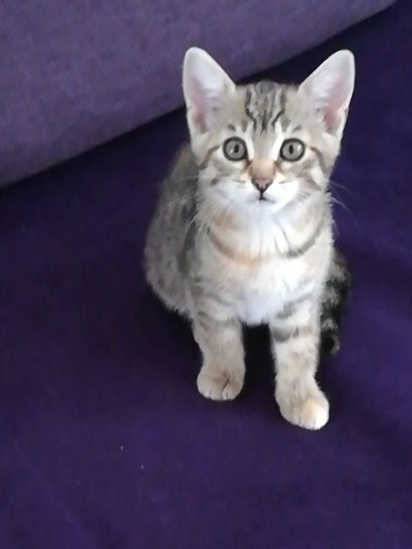 Kätzchen suchen liebevolles Zuhause