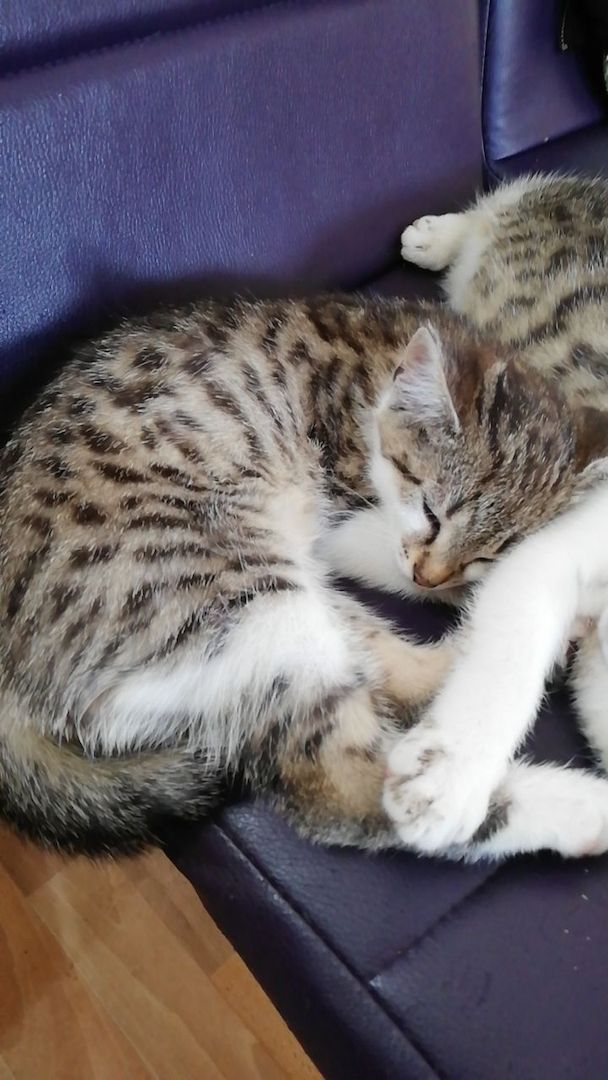 Kätzchen suchen liebevolles Zuhause