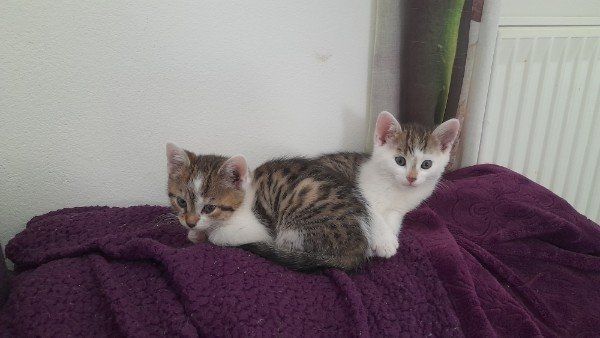 Kätzchen suchen liebevolles Zuhause