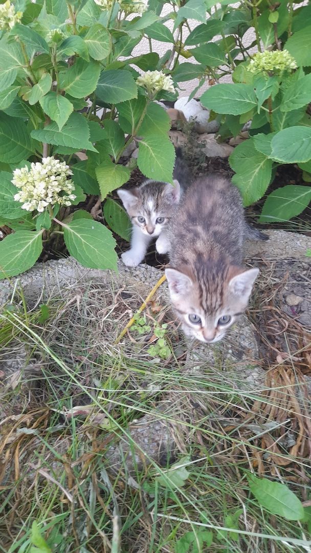 Kätzchen suchen liebevolles Zuhause