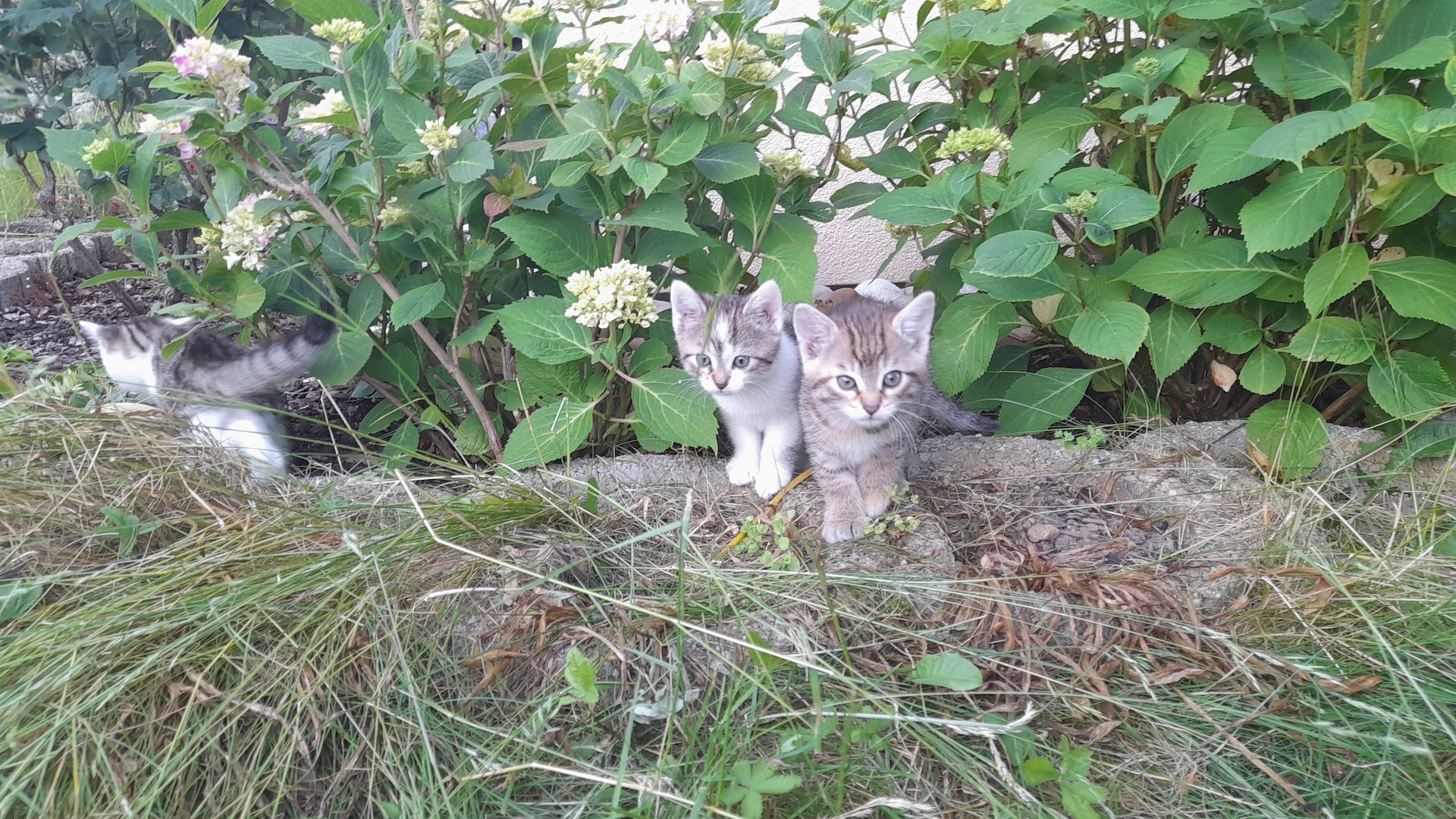 Kätzchen suchen liebevolles Zuhause