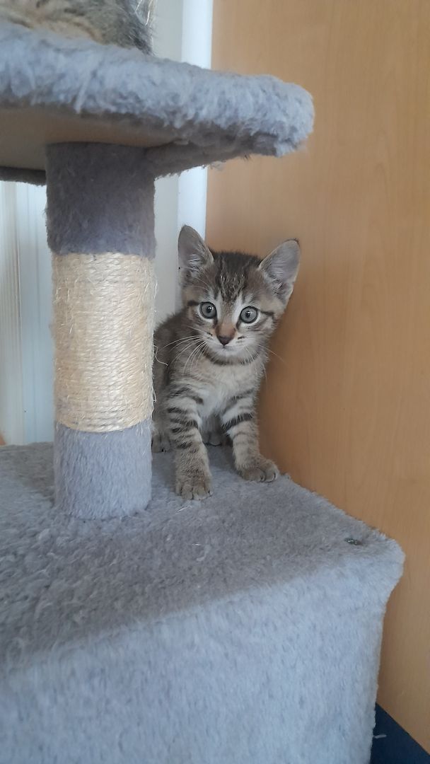 Kätzchen suchen liebevolles Zuhause