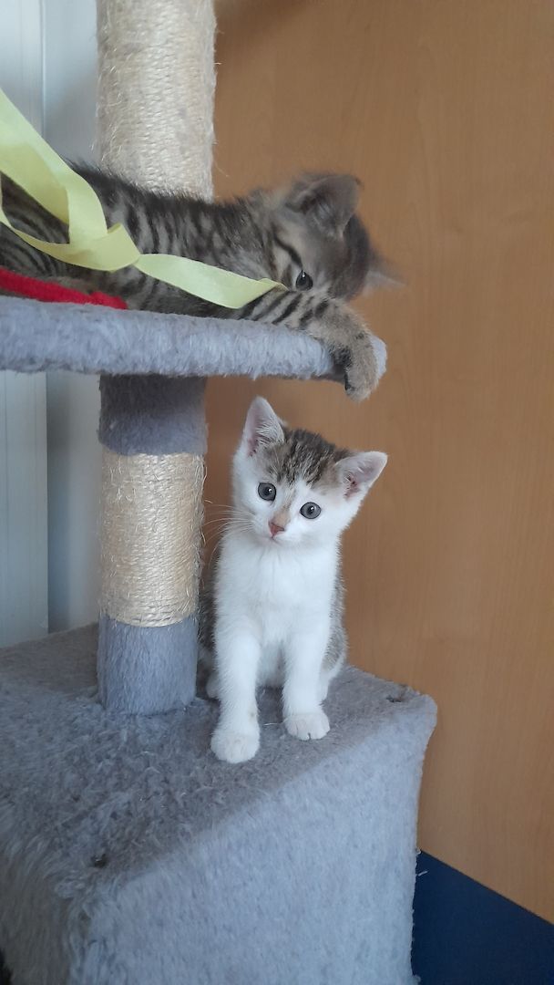 Kätzchen suchen liebevolles Zuhause