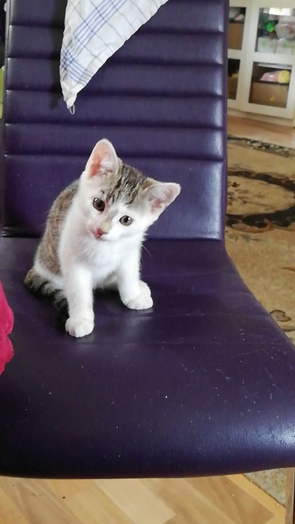 Kätzchen suchen liebevolles Zuhause