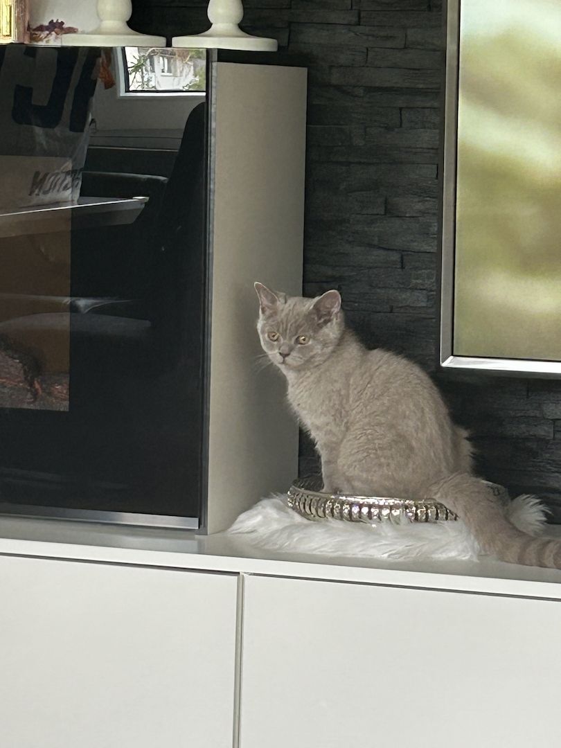 Bkh kitten Kater Katze