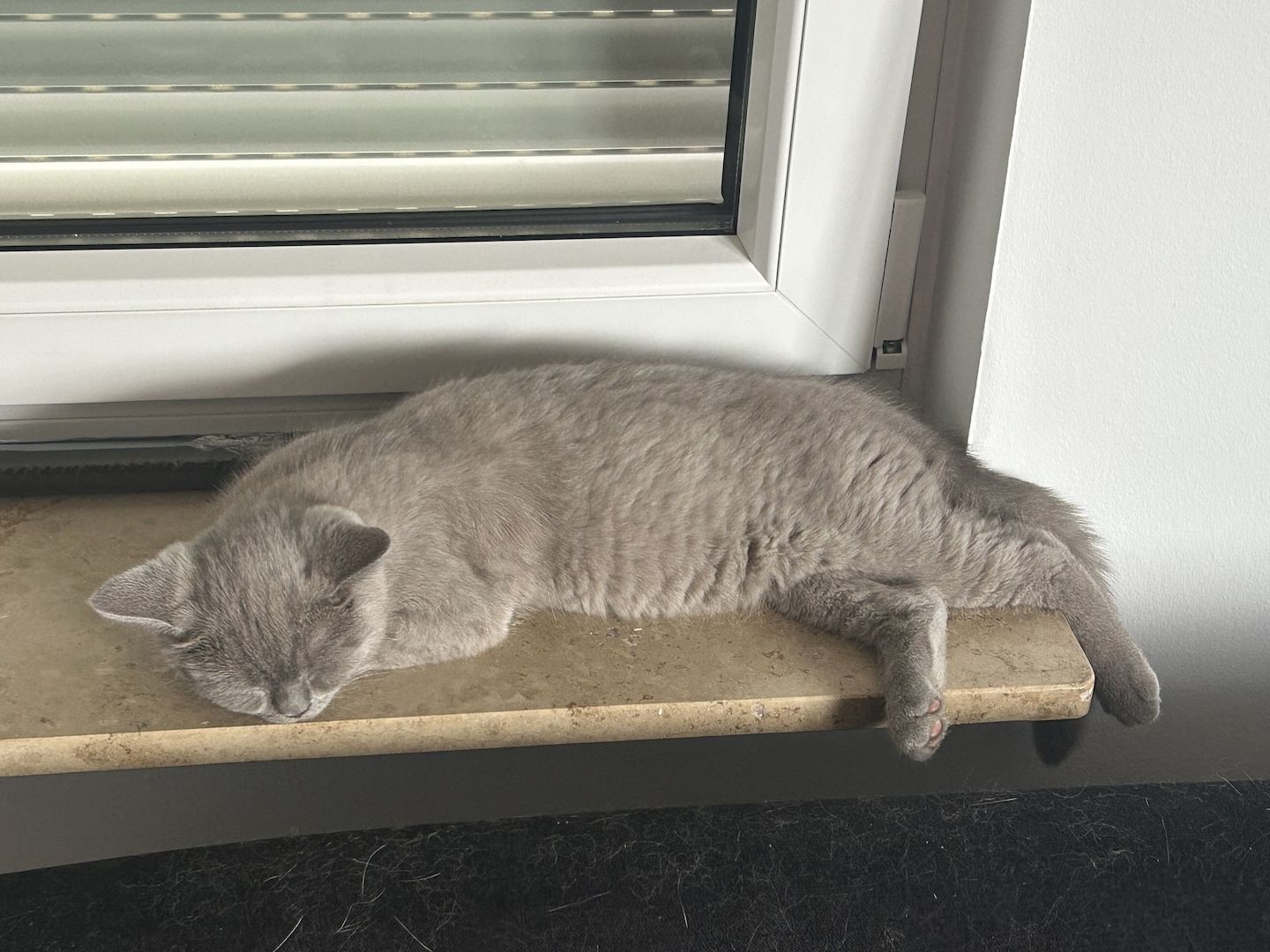 Bkh kitten Kater Katze