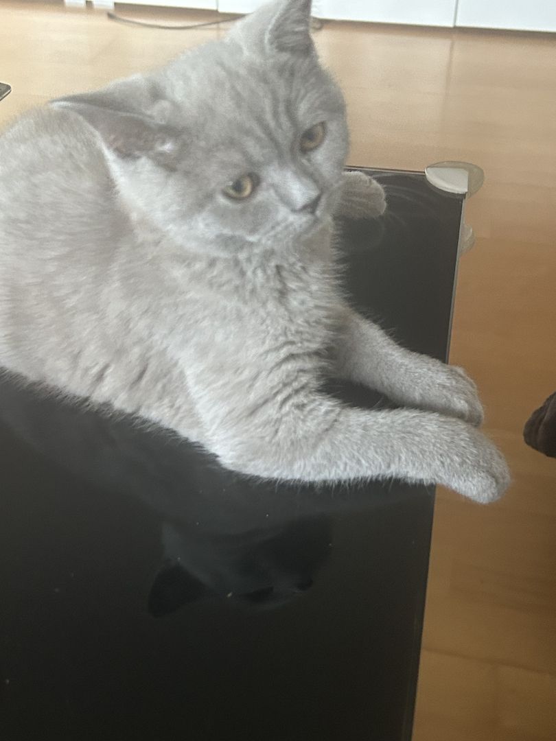 Bkh kitten Kater Katze