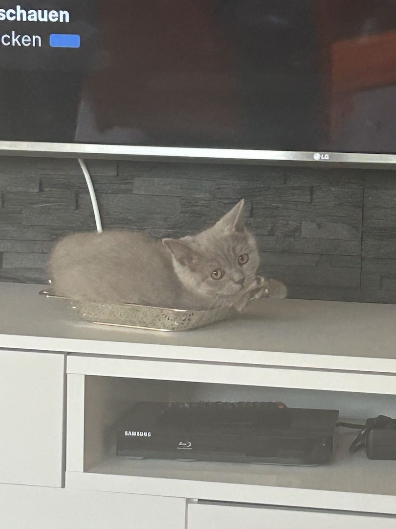 Bkh kitten Kater Katze