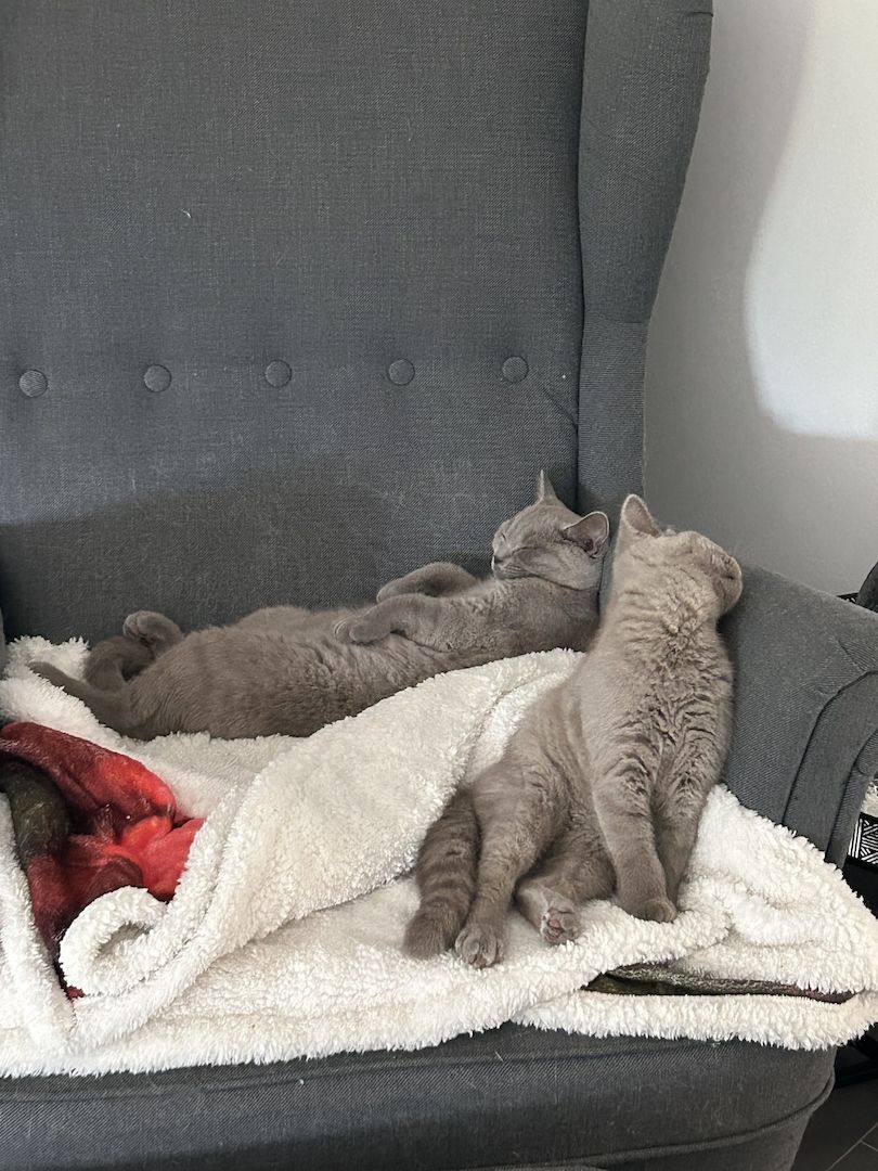 Bkh kitten Kater Katze