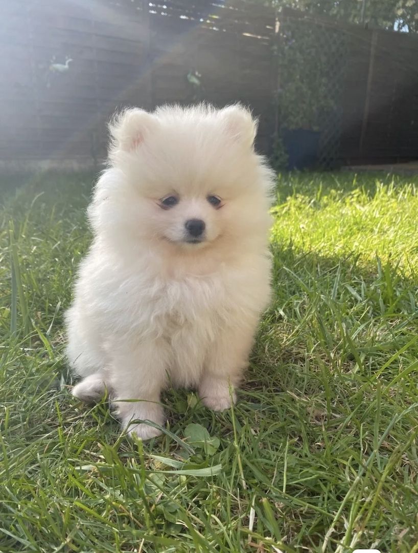 Pomeranian Zwergspitz Welpen Weibchen