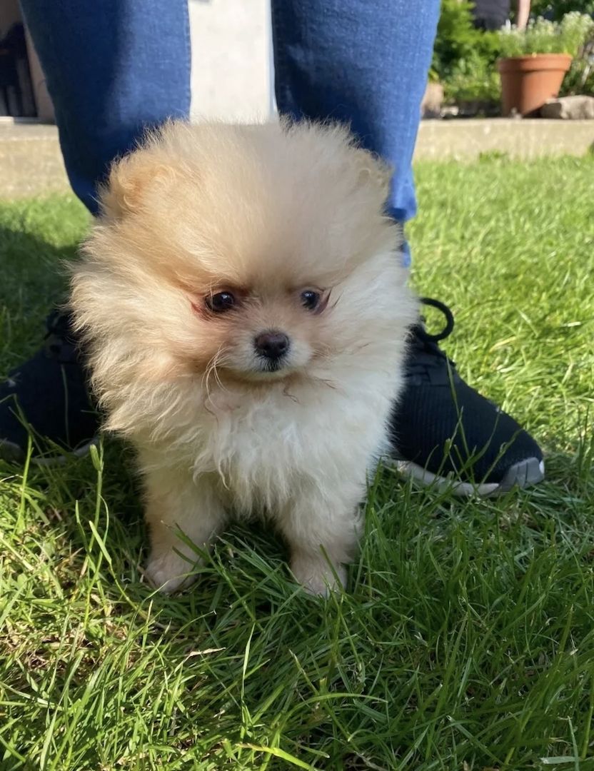 Pomeranian Zwergspitz Welpen Weibchen