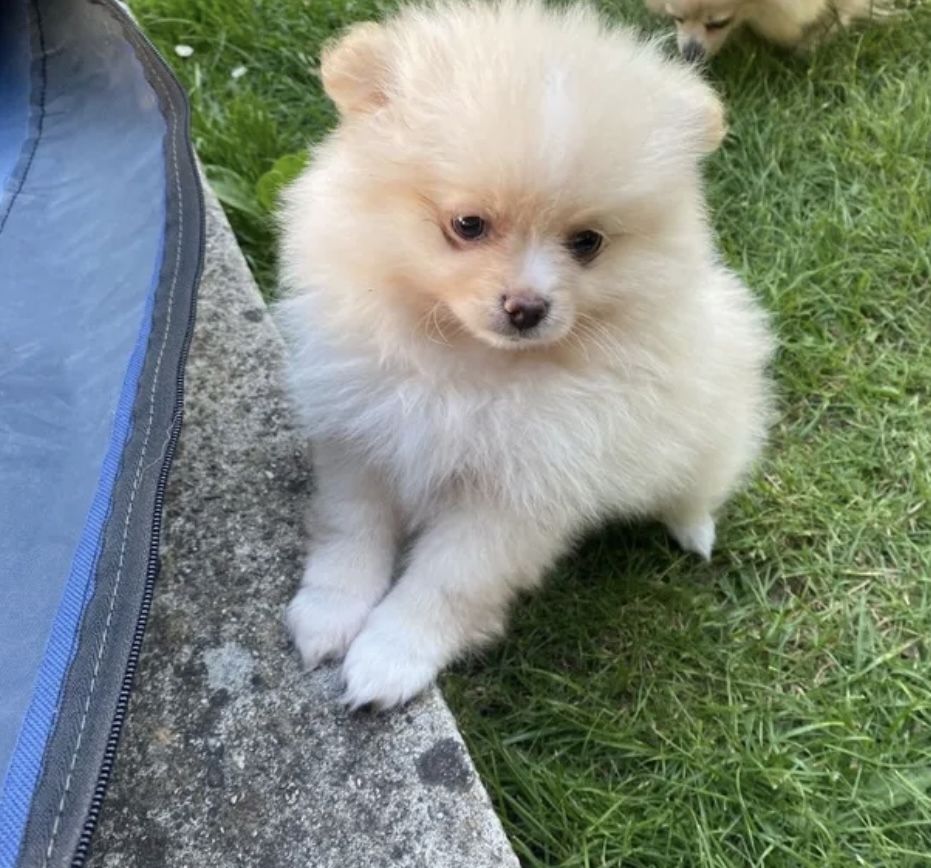 Pomeranian Zwergspitz Welpen Weibchen