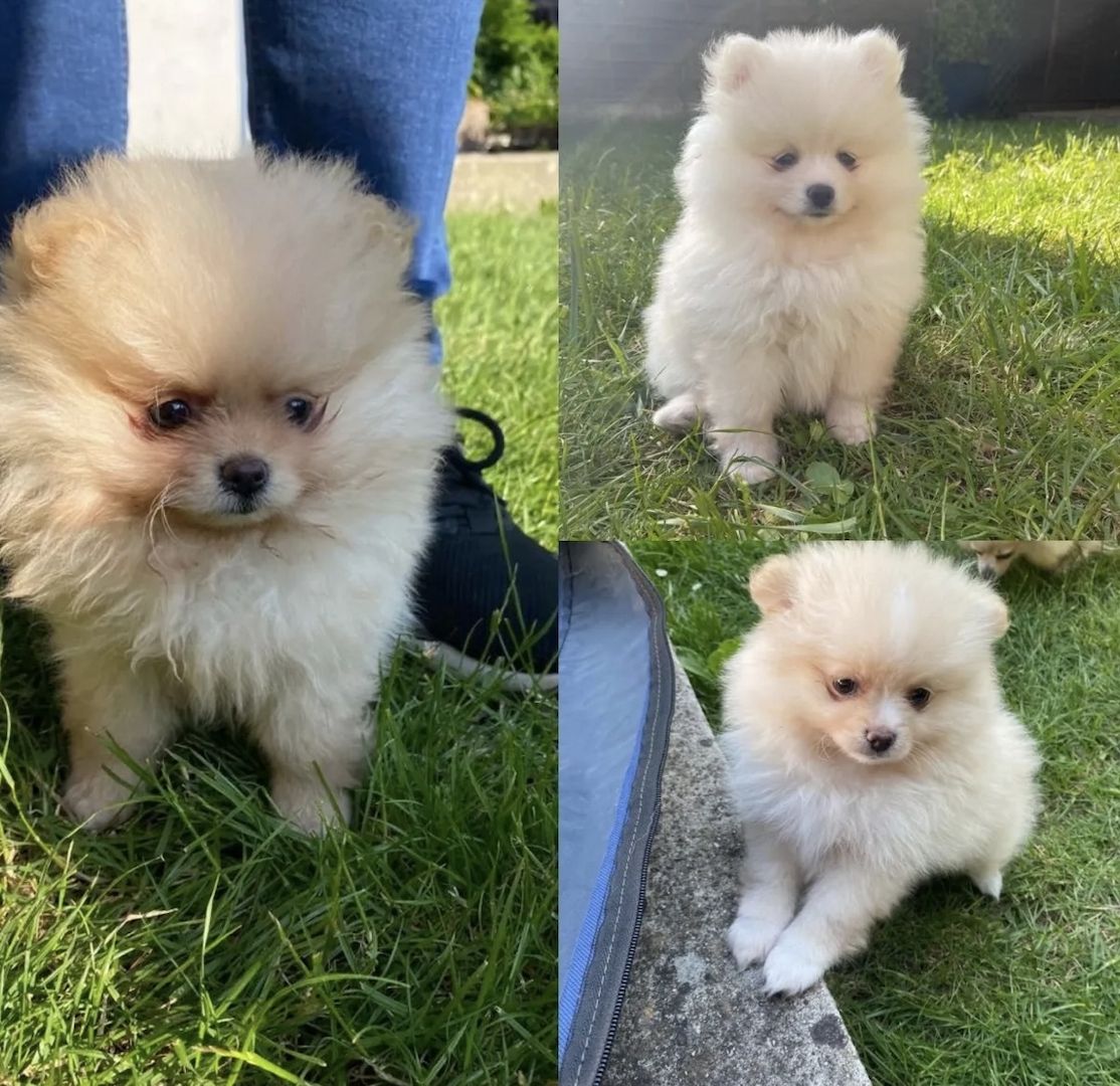 Pomeranian Zwergspitz Welpen Weibchen