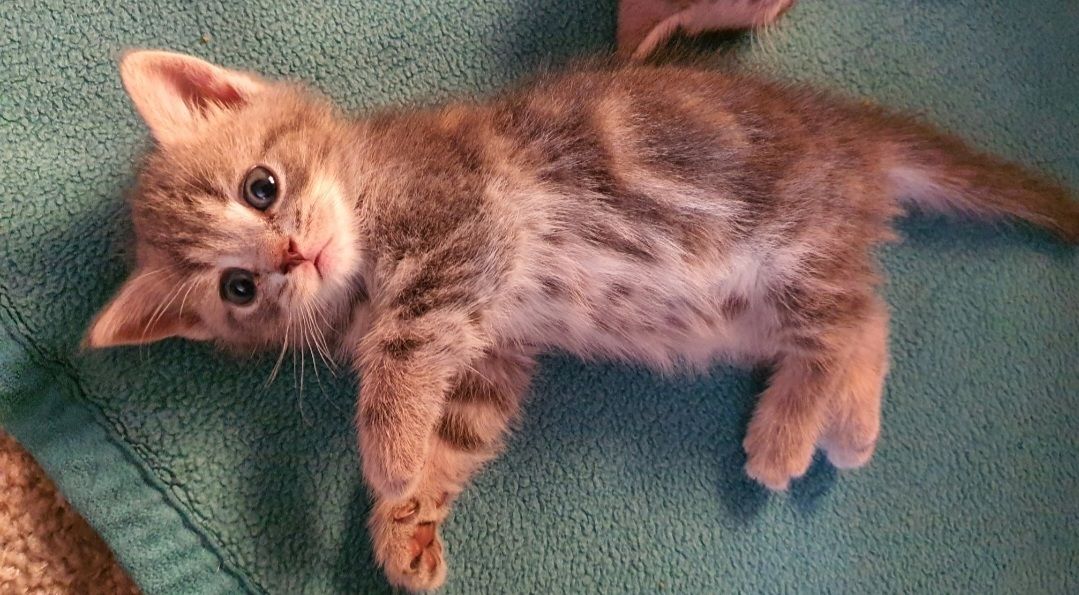 BKH Kitten
