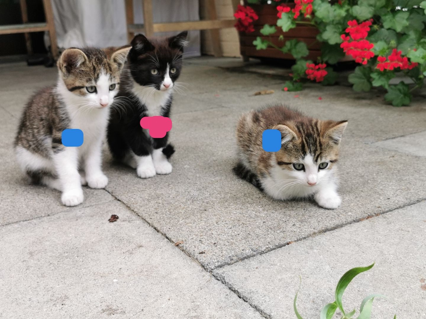 Hauskatze, Katzenbabys, Katze