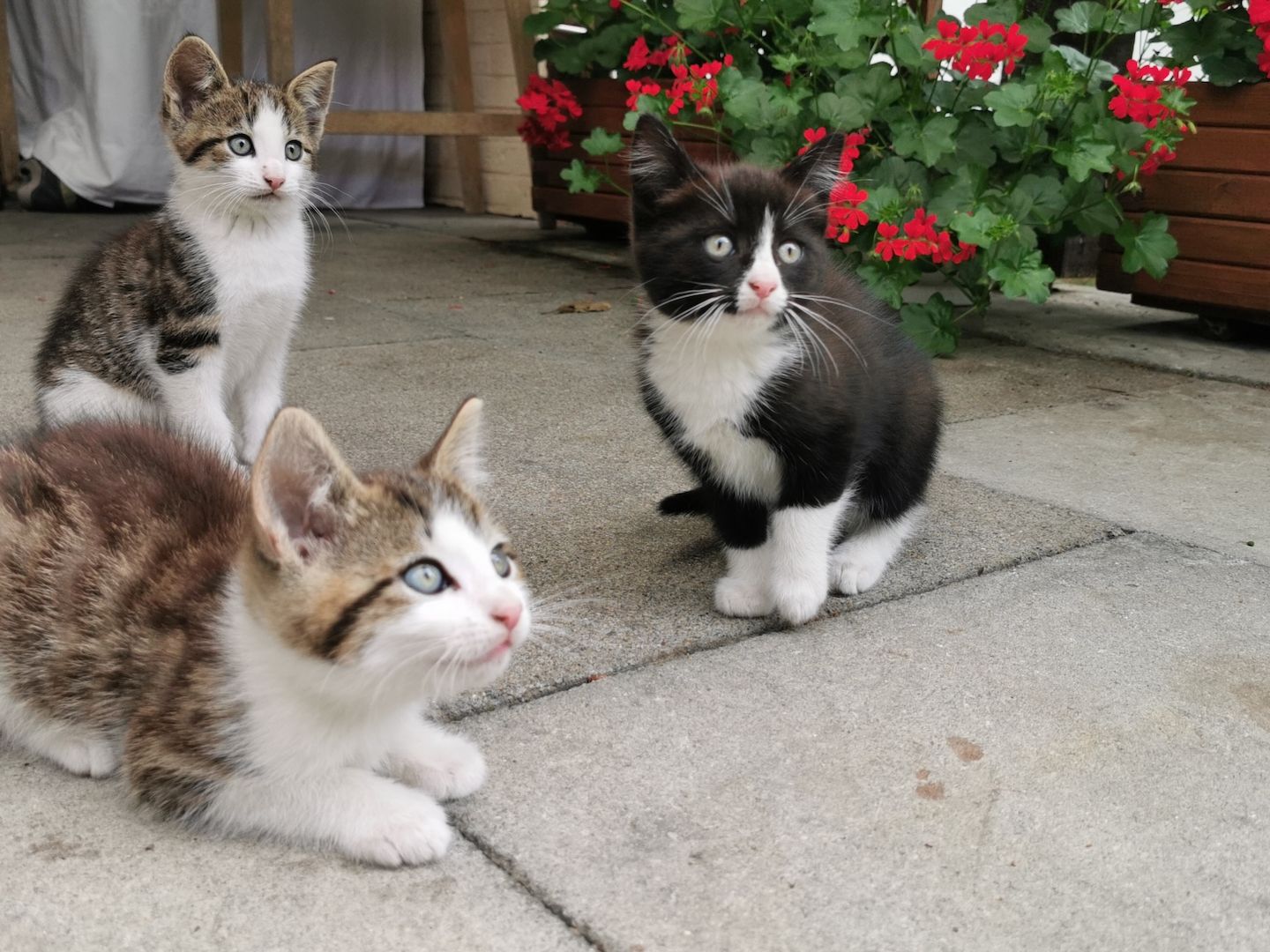 Hauskatze, Katzenbabys, Katze