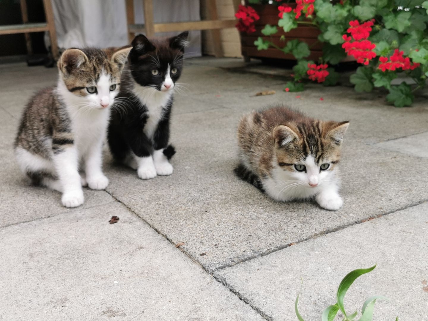 Hauskatze, Katzenbabys, Katze