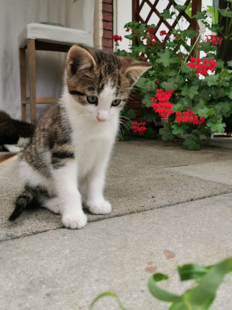 Hauskatze, Katzenbabys, Katze