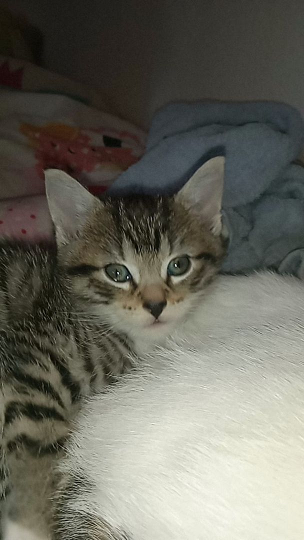 4 wunderschöne Katzenkitten