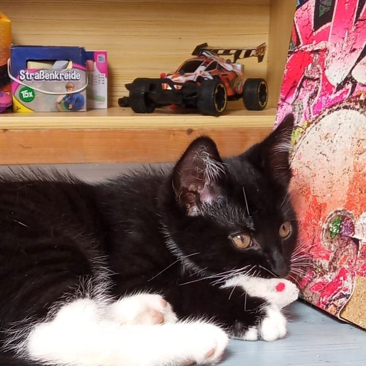 4 wunderschöne Katzenkitten